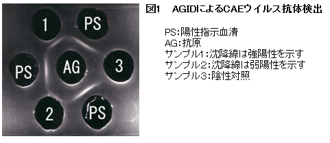 図1 AGIDによるCAEウイルス抗体検出