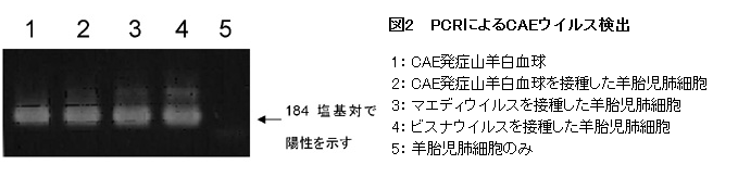 図2 PCRによるCAEウイルス検出