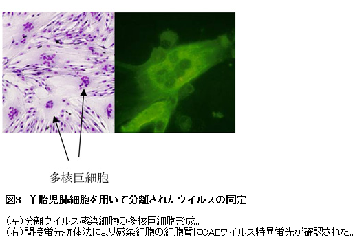 図3 羊胎児肺細胞を用いて分離されたウイルスの同定