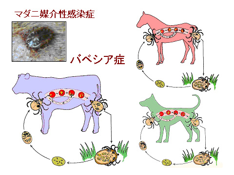 図 1 動物とマダニとバベシア原虫の関係
