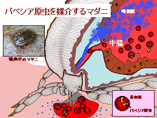 図2 吸血中のマダニ模式図