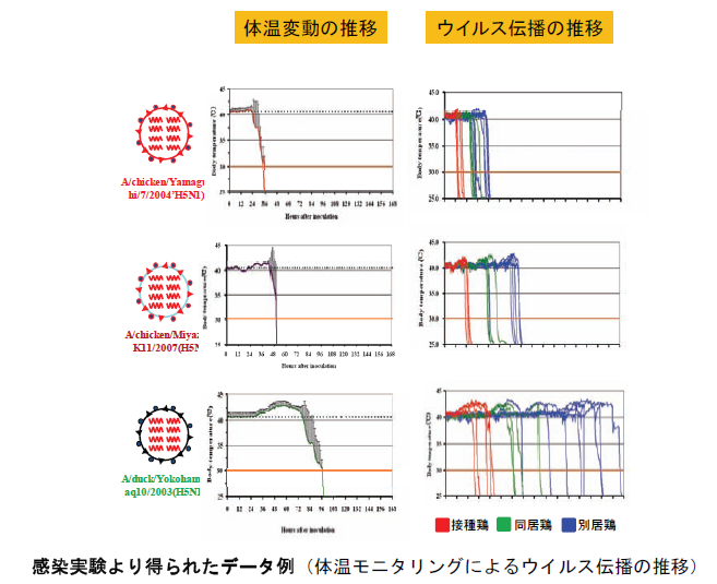 感染実験より得られたデータ例(体温モニタリングによるウイルス伝播の推移)