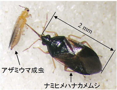 図1_アザミウマの成虫(黄色い虫)を捕食するナミヒメハナカメムシ