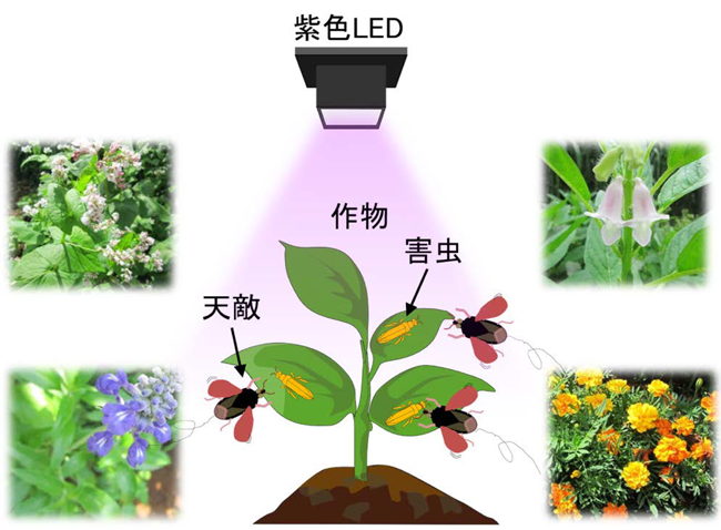 図2_光照射による害虫防除