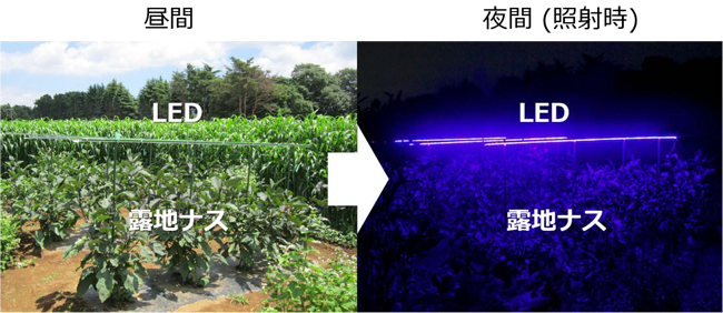 図3_ナス露地栽培での実証試験の様子