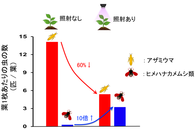 図4_紫色光照射の防除効果