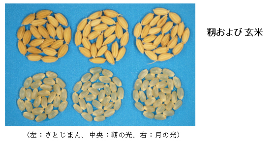 図3 苗および玄米