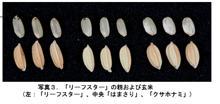 写真3 籾、玄米