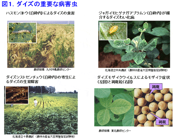 図1 ダイズの重要な病害虫