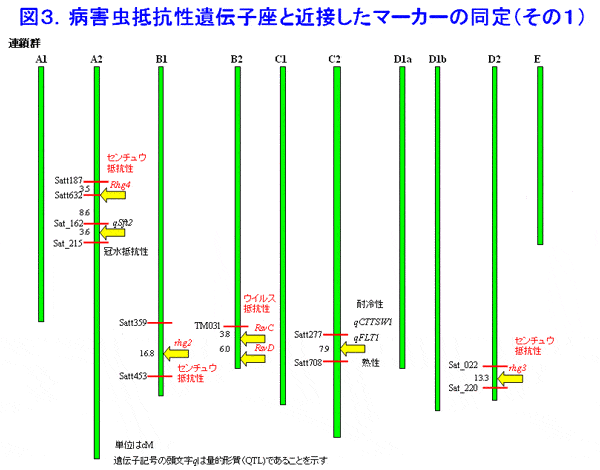 図3 病害虫抵抗性遺伝子座と近接したマーカーの同定(その1)