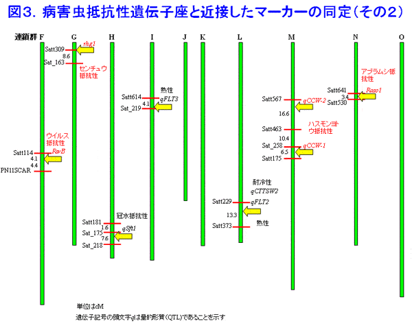 図3 病害虫抵抗性遺伝子座と近接したマーカーの同定(その2)