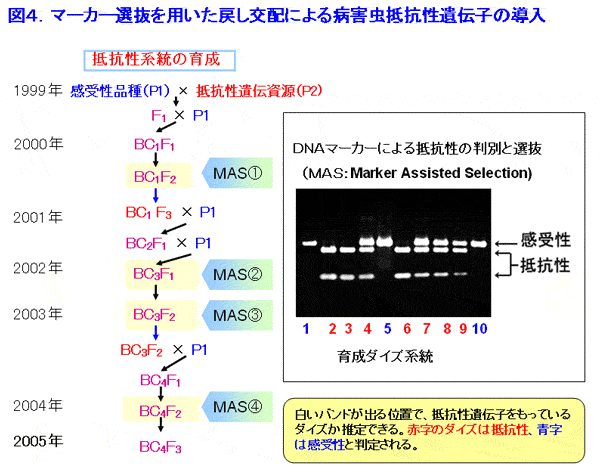 図4 マーカー選抜を用いた戻し交配による病害虫抵抗性遺伝子の導入