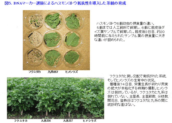 図5 DNAマーカー選抜によるハスモンヨトウ抵抗性を導入した系統の育成