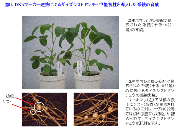 図6 DNAマーカー選抜によるダイズシストセンチュウ抵抗性を導入した系統の育成