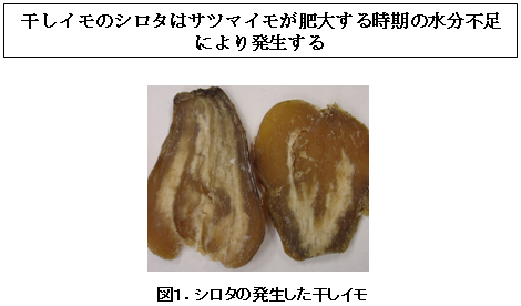 図1 シロタの発生した干しイモ