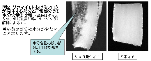 図2 サツマイモにおけるシロタが発生する部分と性状部分での水分含量の比較