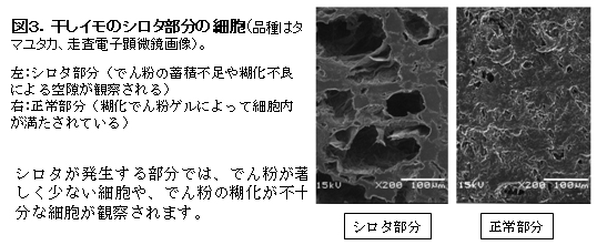 図3 干しイモのシロタ部分の細胞