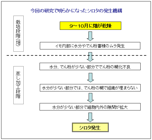 図4 今回の研究で明らかになったシロタの発生機構