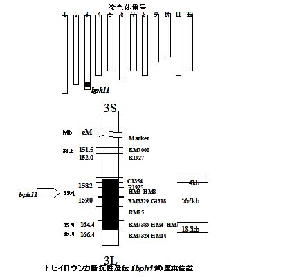 図1.関東BPH1号の染色体地図