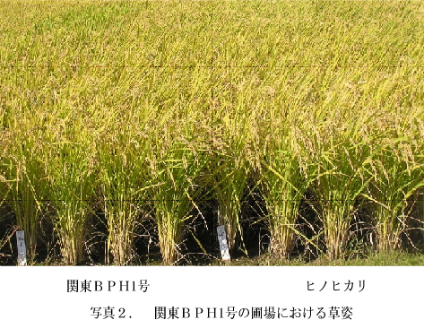 写真2 関東BPH1号の圃場における草姿
