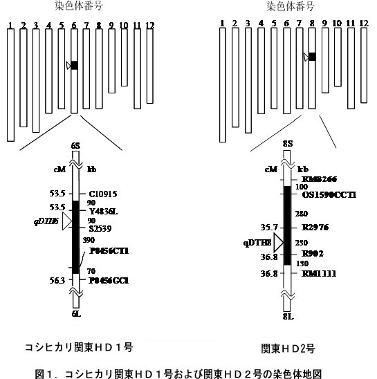 図1 コシヒカリ関東HD1号および関東HD2号の染色体地図