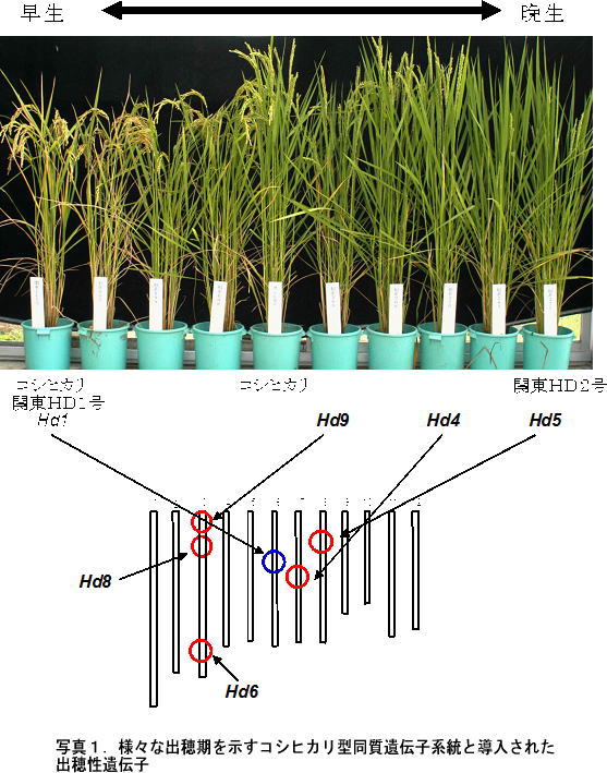 写真1 様々な出穂期を示すコシヒカリ型同質遺伝子系統と導入された出穂性遺伝子