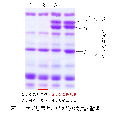 図1 大豆貯蔵タンパク質の電気泳動像