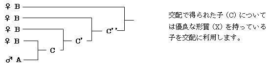 図5 戻し交配