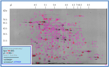図2.ダイズプロテオームデータベースに収録している二次元電気泳動像の一例 二次元電気泳動像上の個々のタンパク質スポットをクリックすると、分子量、等電点、発現量、相同検索の結果が見られます。 