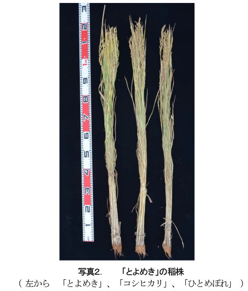 写真2.「とよめき」の稲株