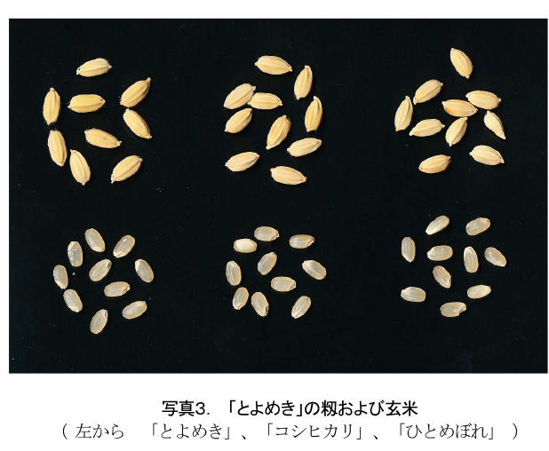 写真3.「とよめき」の籾および玄米