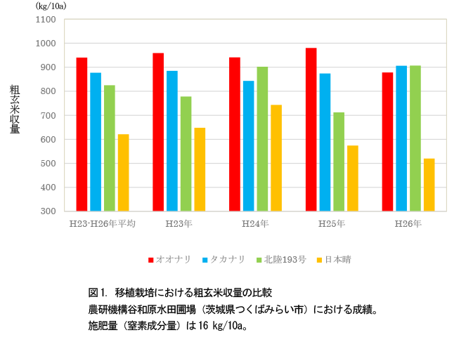 図1. 移植栽培における粗玄米収量の比較