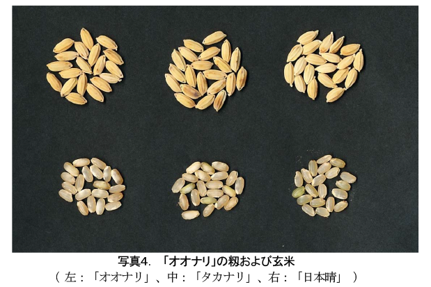 写真4.「オオナリ」の籾および玄米
