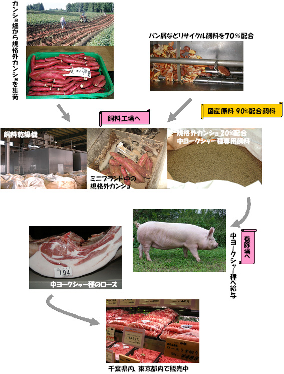 図1.カンショ畑から精肉店へ