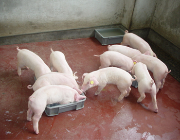 図1.ワクチンを混ぜたミルクを自由に飲ませるだけで免疫ができるため、豚のストレスが軽減でき、かつ、大規模養豚に対応できます。