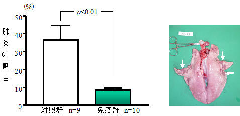 図2.ワクチンミルクを摂取した豚群では病変面積(上写真。白矢印)が有意に抑制されました。