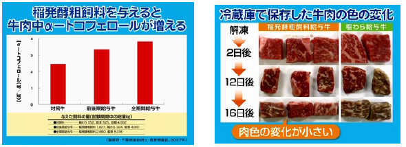 図4.稲発酵粗飼料を給与した牛肉の品質特性の解明