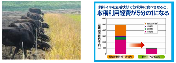 図5.飼料イネを用いた周年放牧利用技術の開発