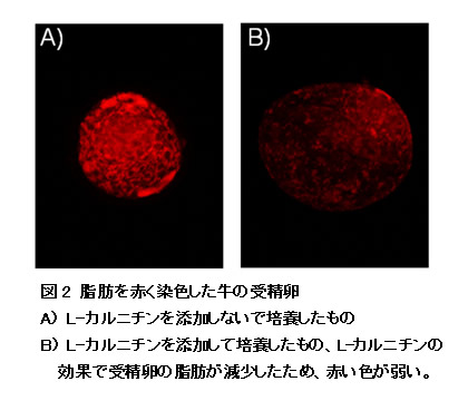 図2 脂肪を赤く染色した牛の受精卵