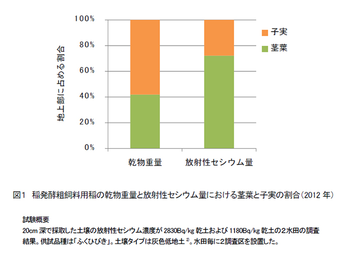 図1 稲発酵粗飼料用稲の乾物重量と放射性セシウム量における茎葉と子実の割合(2012年)
