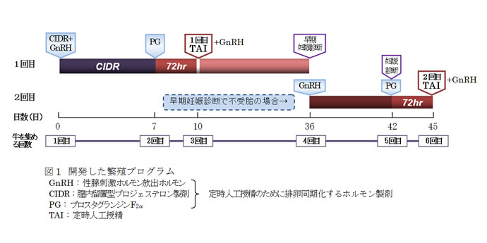 図1 開発した繁殖プログラム