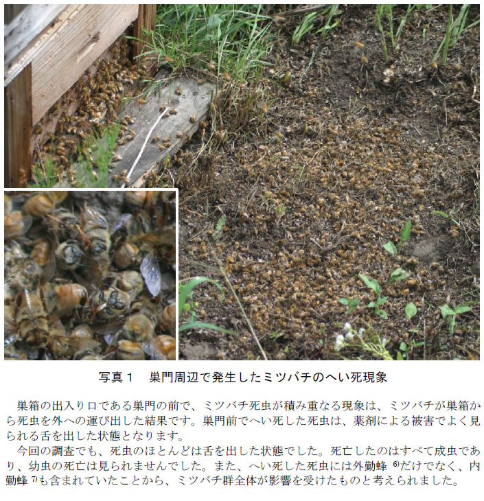 写真1.巣門周辺で発生したミツバチのへい死現象
