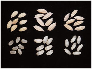 「まきみずほ」の籾と玄米 (左:ヒノヒカリ、中央:まきみずほ、右:ホシアオバ)