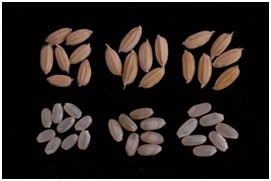 「モグモグあおば」の籾と玄米 	(左:ニシホマレ、中央:モグモグあおば、右:ニシアオバ) 	(玄米千粒重:ニシホマレ21.8g、モグモグあおば31.1g、ニシアオバ30.9g)