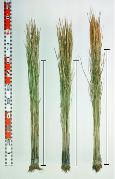 稲株の比較