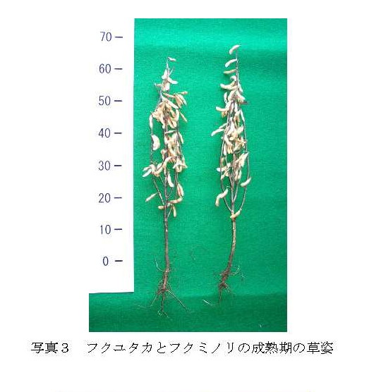 フクユタカとフクミノリの成熟期の草姿