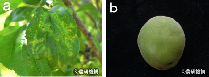 PPVに感染したウメの症状