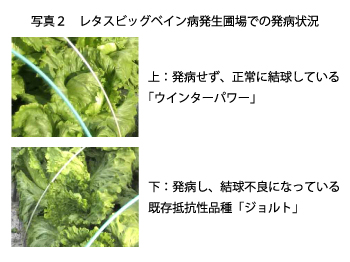 写真2:レタスビッグベイン病発生圃場での発病状況