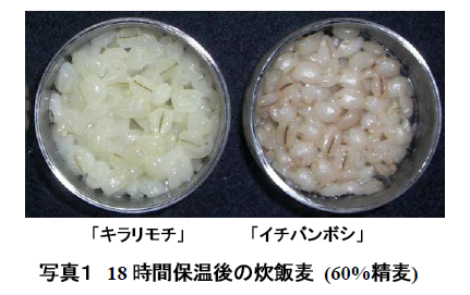 写真1 18 時間保温後の炊飯麦(60%精麦)