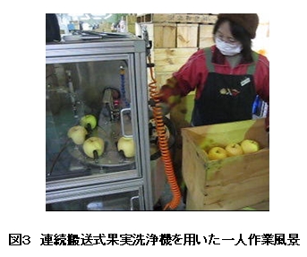 図3 連続搬送式果実洗浄機を用いた一人作業風景